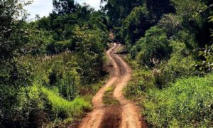 Selva