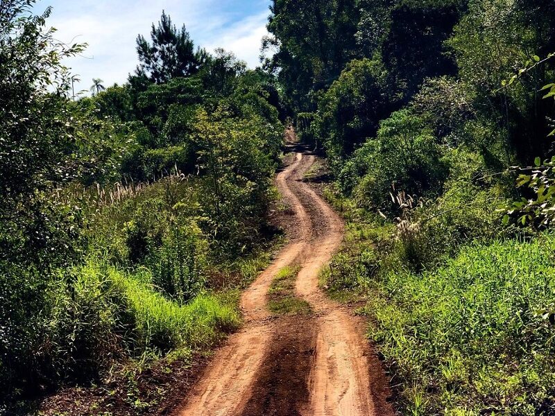 Selva