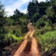 Selva