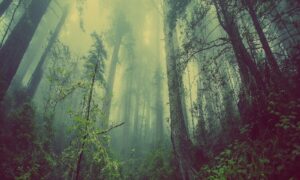 Bosque