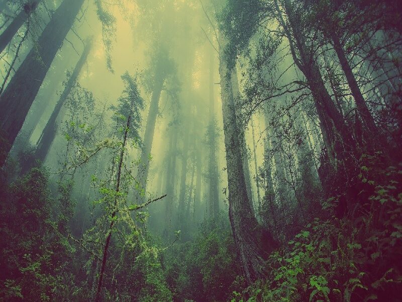 Bosque