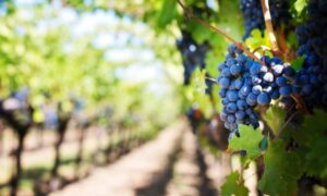 Colonia Italiana Viñedos
