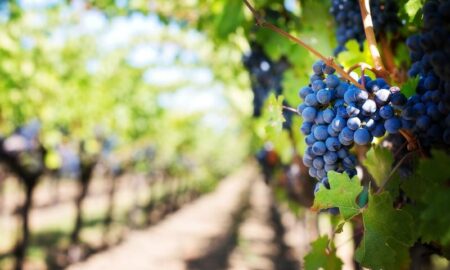 Colonia Italiana Viñedos