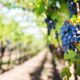 Colonia Italiana Viñedos