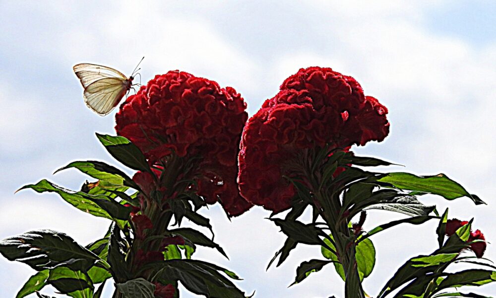 Pirpinto En Flor Roja