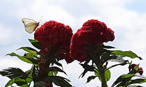 Pirpinto En Flor Roja