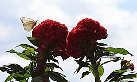 Pirpinto En Flor Roja
