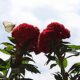 Pirpinto En Flor Roja