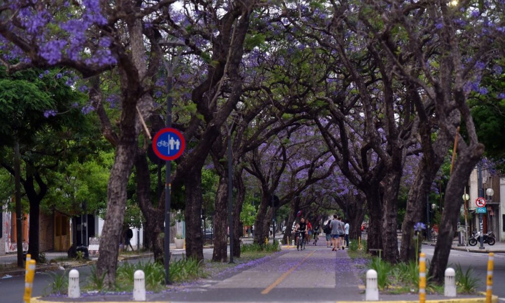 La Plata Y Su Hermosa Vista De Jacarandas