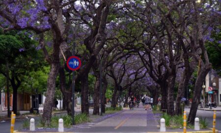 La Plata Y Su Hermosa Vista De Jacarandas