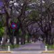 La Plata Y Su Hermosa Vista De Jacarandas
