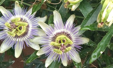 Flores De Pasionaria
