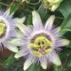 Flores De Pasionaria