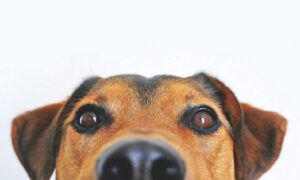 Perro