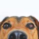 Perro