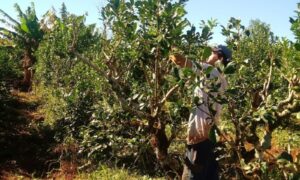 Yerbal Con Trabajador