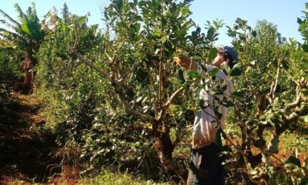 Yerbal Con Trabajador
