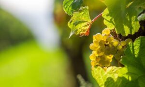 Chardonnay Uvas Blancas Parra