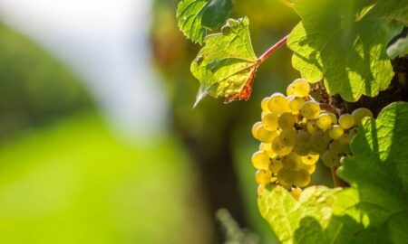 Chardonnay Uvas Blancas Parra