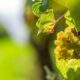 Chardonnay Uvas Blancas Parra