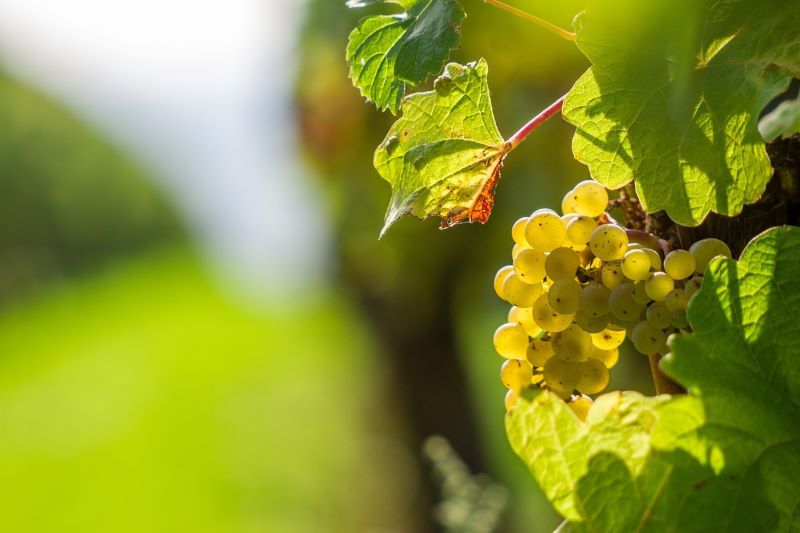 Chardonnay Uvas Blancas Parra