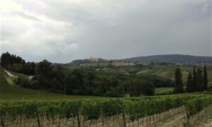 Sangiovese Viñedo Toscano