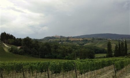 Sangiovese Viñedo Toscano
