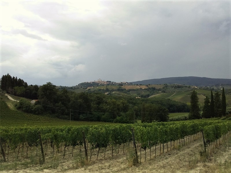 Sangiovese Viñedo Toscano