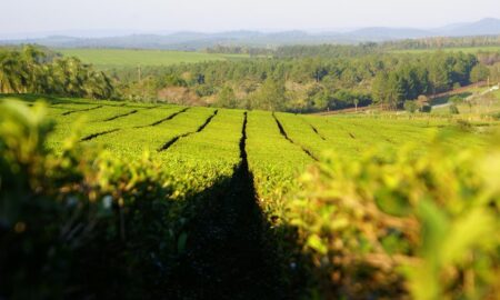 Plantaciones