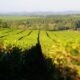 Plantaciones