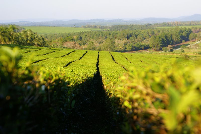 Plantaciones