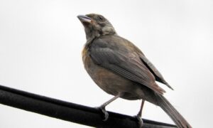 Naranjero Hembra