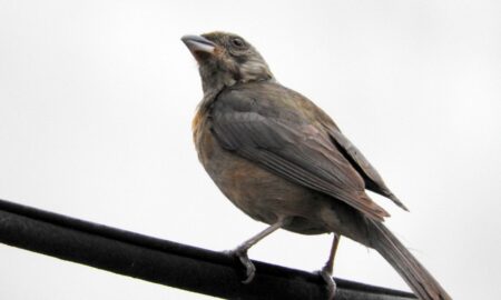 Naranjero Hembra