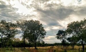 Campos Del Sur