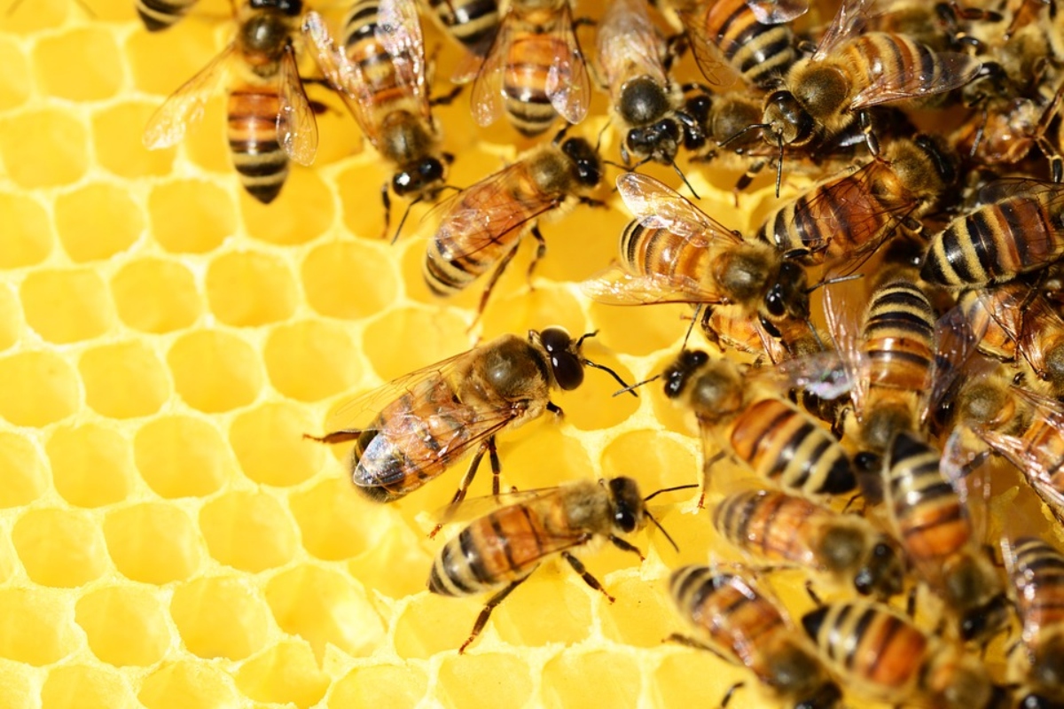 miel - abejas polen