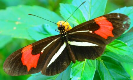 Especie De Mariposa