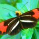 Especie De Mariposa