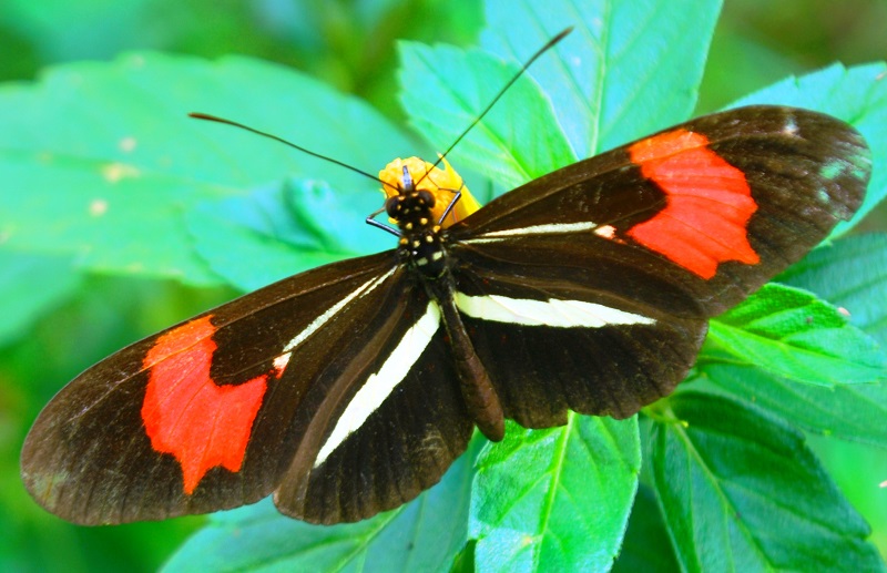 Especie De Mariposa