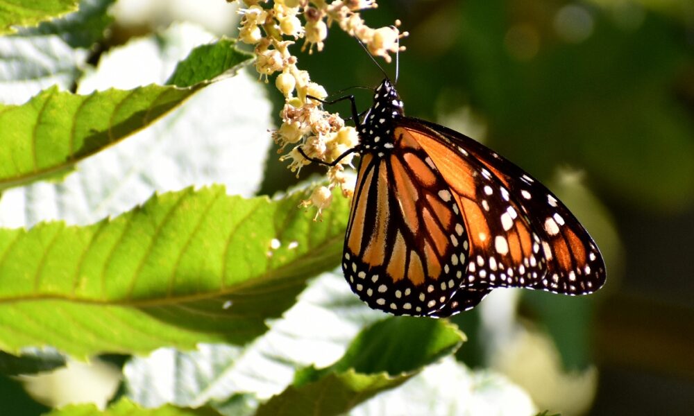 Mariposa Monarca