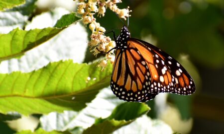 Mariposa Monarca
