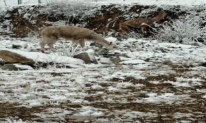 Venado En La Nieve