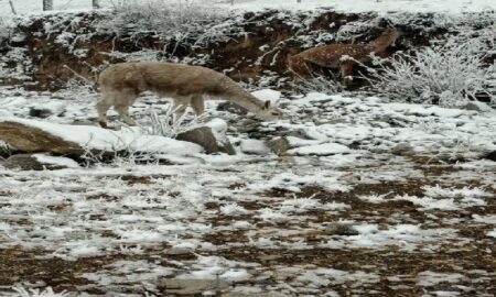 Venado En La Nieve