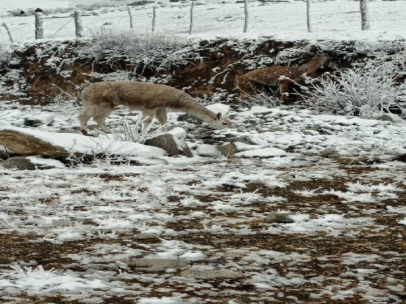 Venado En La Nieve
