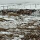 Venado En La Nieve