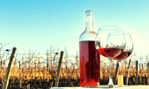 Viñedo