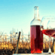 Viñedo