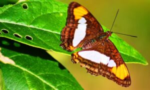Mariposa