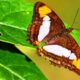 Mariposa