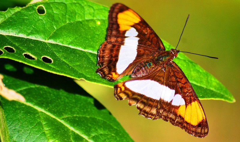 Mariposa
