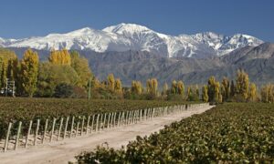 Viñedos Mendocinos